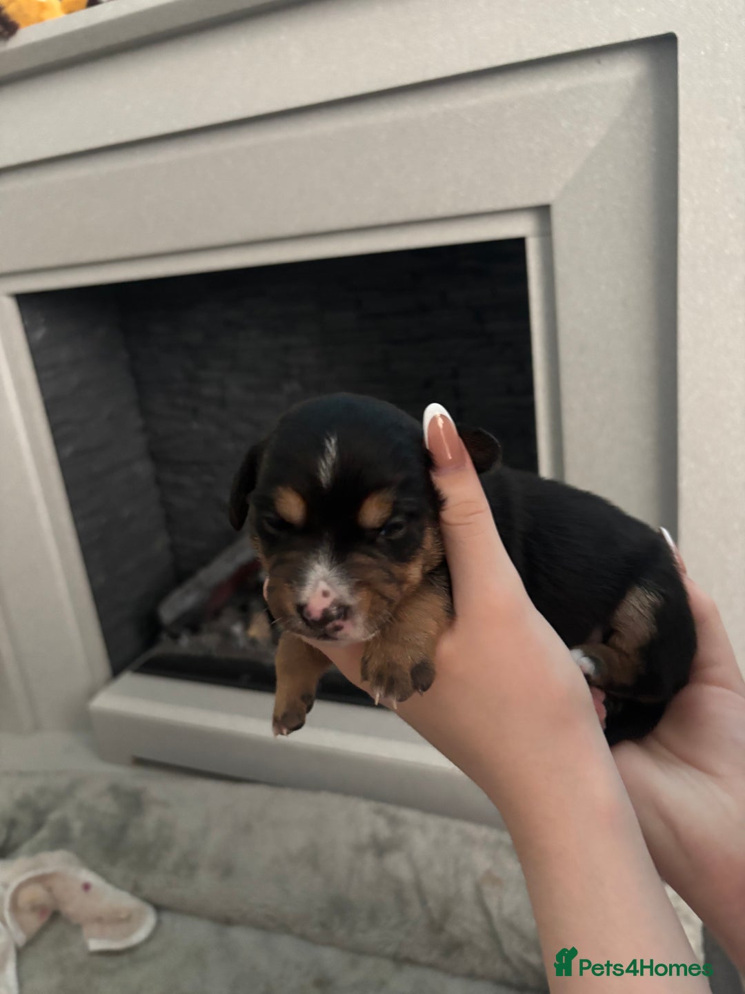 Mixed Breed dogs for sale: Jug and miniature dachshund mix pups - Image 16