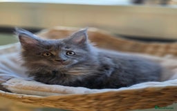 Maine Coon cats for sale: Two beautiful blue smoked mainecoon girls 4 sale  - Image 12