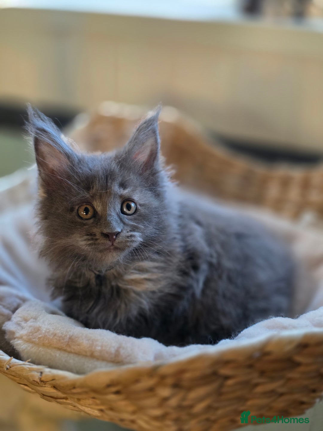 Maine Coon cats for sale: Two beautiful blue smoked mainecoon girls 4 sale  - Image 12