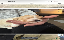 Cavachon dogs for sale: Cavachon f2 - Advert 4