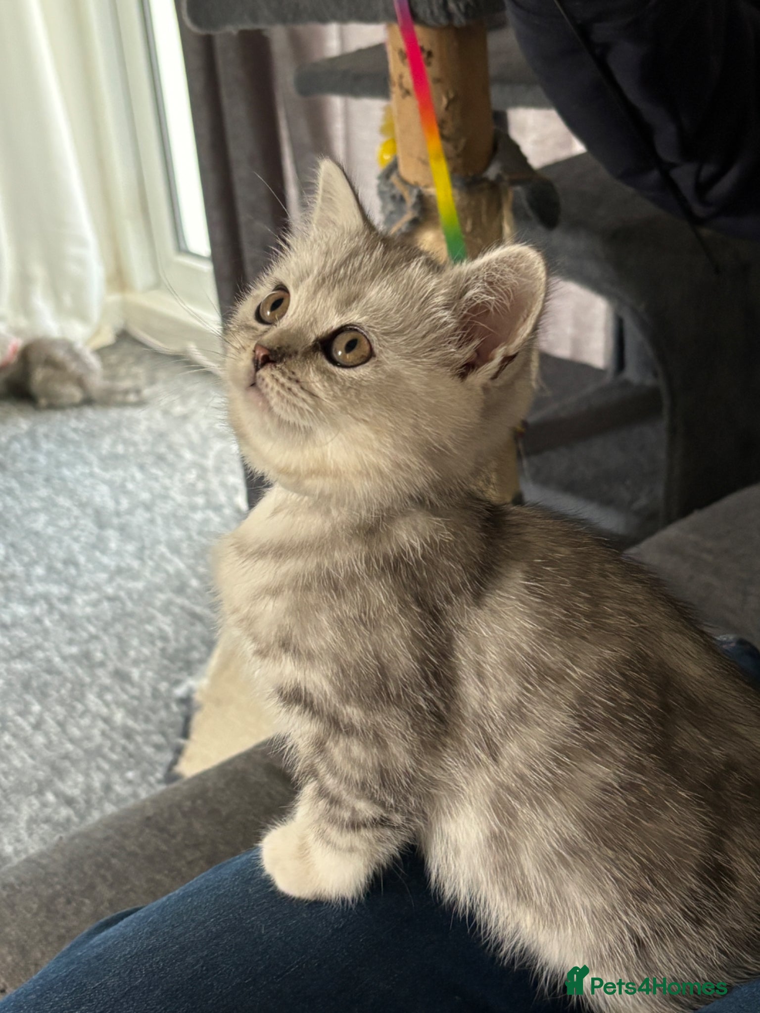 British Shorthair cats Tabby/spotted BSH kittens - Advert 18