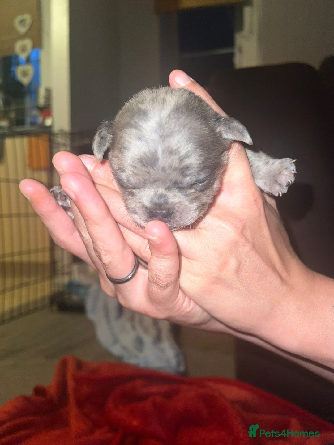 French Bulldog dogs for sale: Male and female frenchies - Image 2