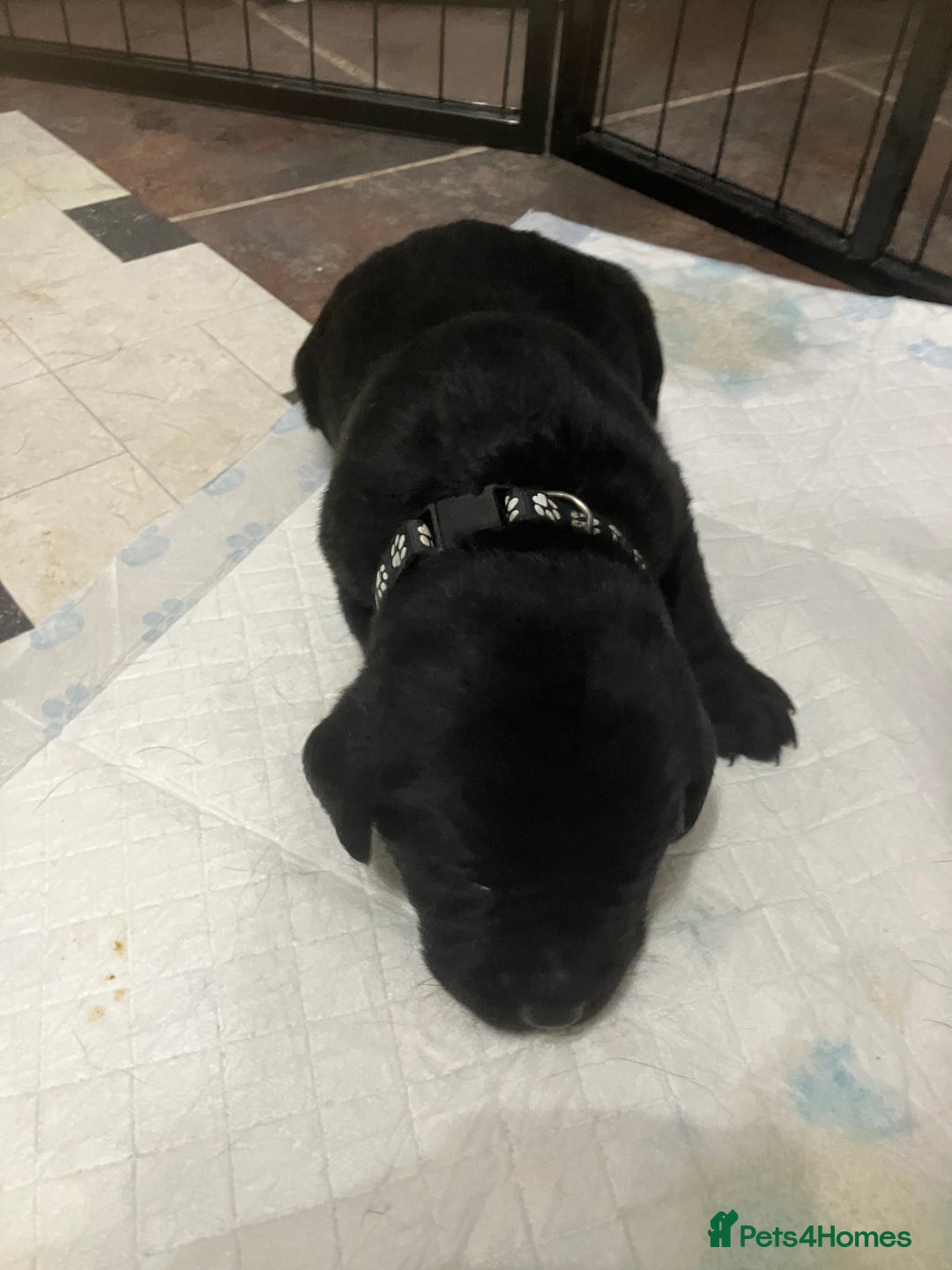 Labrador Retriever dogs for sale: Litter of 10 Beautiful black Puppies - Advert 17