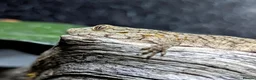Gecko reptiles for sale: Eurydactylodes vieillardi - chameleon gecko - Advert 4