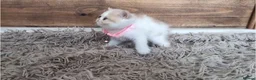 Persian cats for sale: 🐾 Beautiful Persian Kittens 🐾 - Advert 7