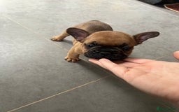 French Bulldog dogs for sale: Full pedigree French bulldog puppies  - Image 13