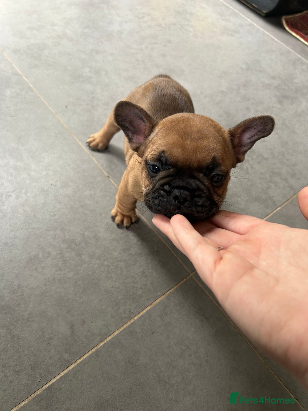 French Bulldog dogs for sale: Full pedigree French bulldog puppies  - Image 13
