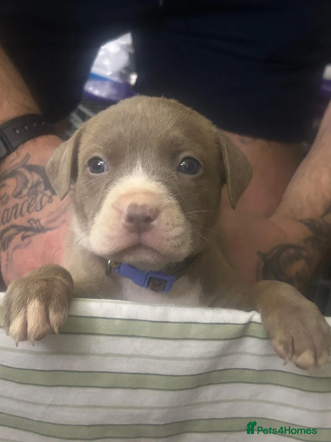 American Bully dogs for sale: American bully pups for sale in Reading - Advert 14