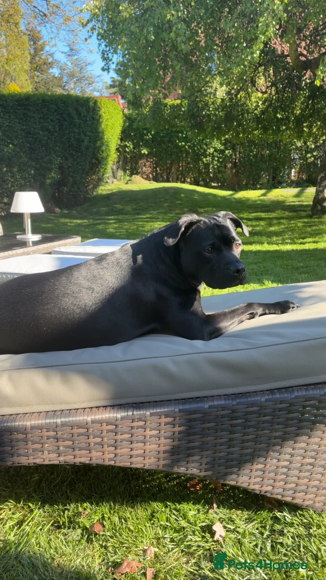 Staffordshire Bull Terrier dogs for sale: 3 year old female Staffordshire bullterrier  - Advert 4