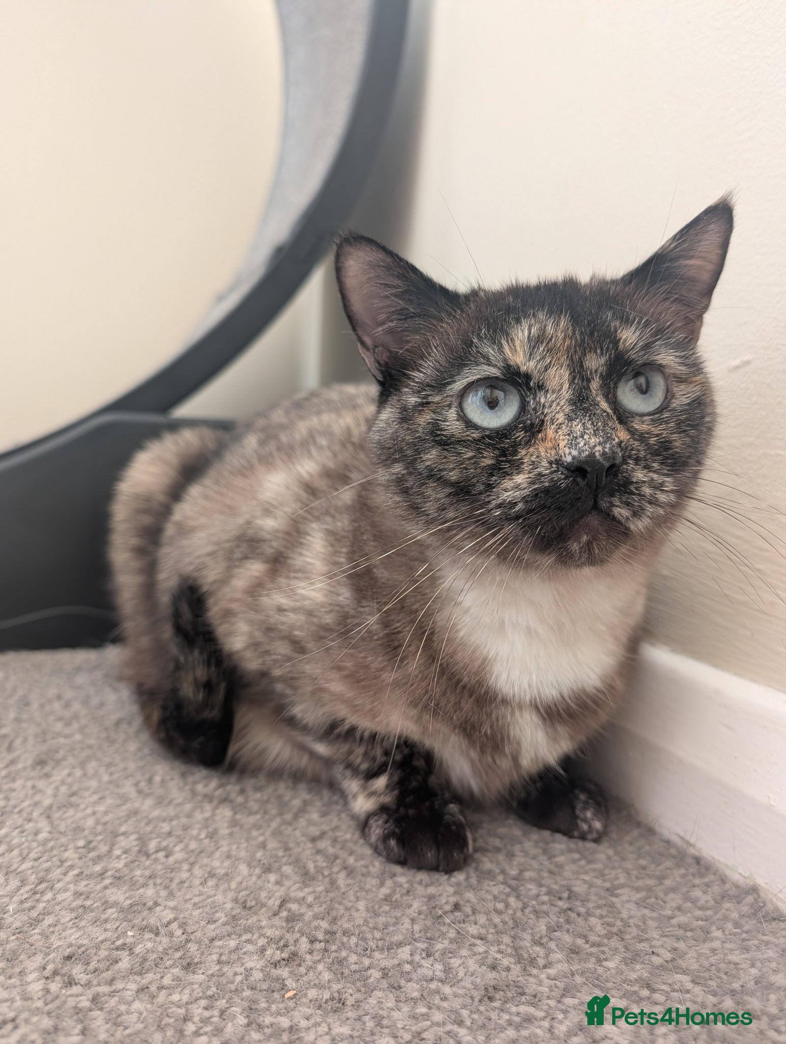 Mixed Breed cats Tortoiseshell Siamese x looking for forever home - Advert 2