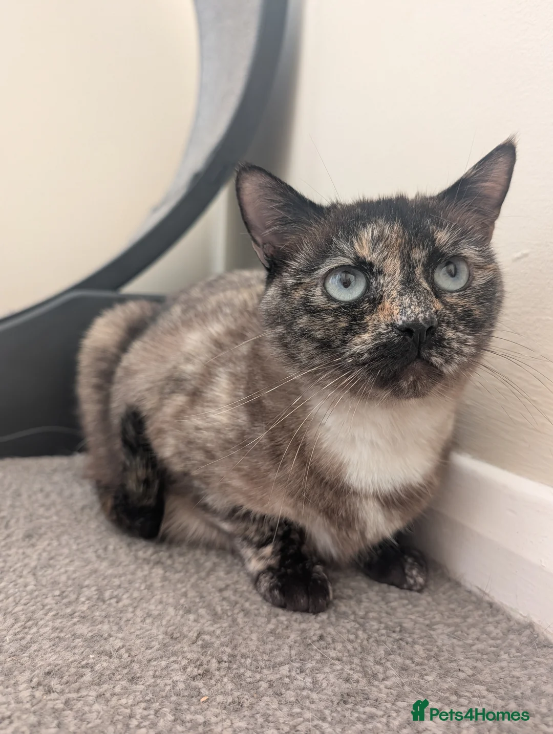Mixed Breed cats for sale: Tortoiseshell Siamese x looking for forever home - Advert 1
