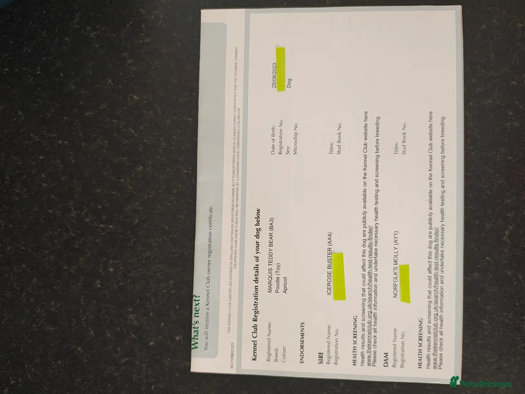 Toy Poodle dogs for stud: KC Reg toy poodle, DNA Test Clear, only for stud - Advert 10