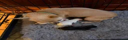 Chihuahua dogs for sale: Beautiful kc chihuahua puppies  - Advert 7