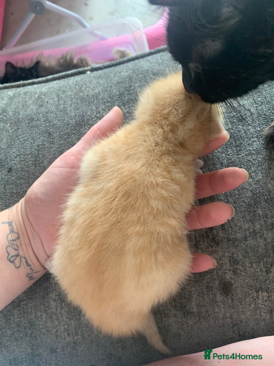 Mixed Breed cats for sale: Gorgeous kittens💗 - Image 6