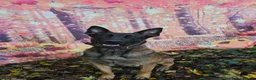 Belgian Shepherd Dog dogs for sale: A girl's best friend  - Advert 2