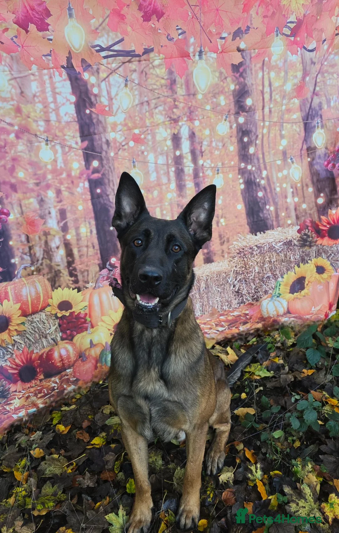 Belgian Shepherd Dog dogs for sale: A girl's best friend  - Advert 2