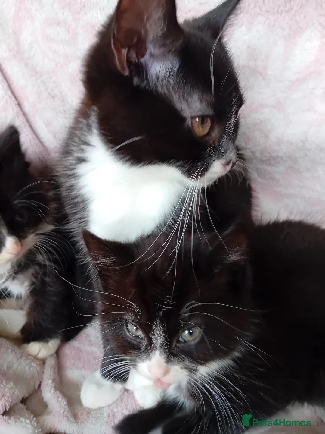 Mixed Breed cats for sale: 1 male fluffy Tuxedo 1 female short haired Tuxedo  in Brighton - Advert 5