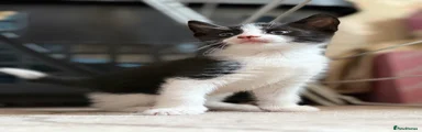 Mixed Breed Kitten 4