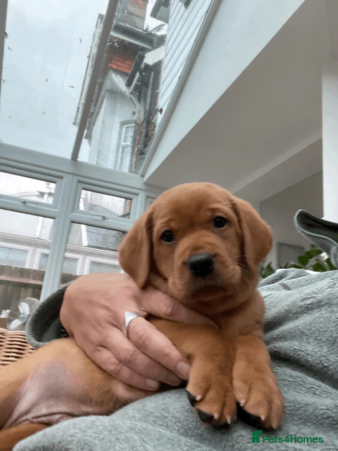 Labrador Retriever dogs for stud: Handsome Fox Red Labrador. KC registered. in Hailsham - Advert 6