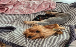 Yorkshire Terrier dogs for sale: Adorable Yorkie Puppies Ready for Loving Homes - Image 10