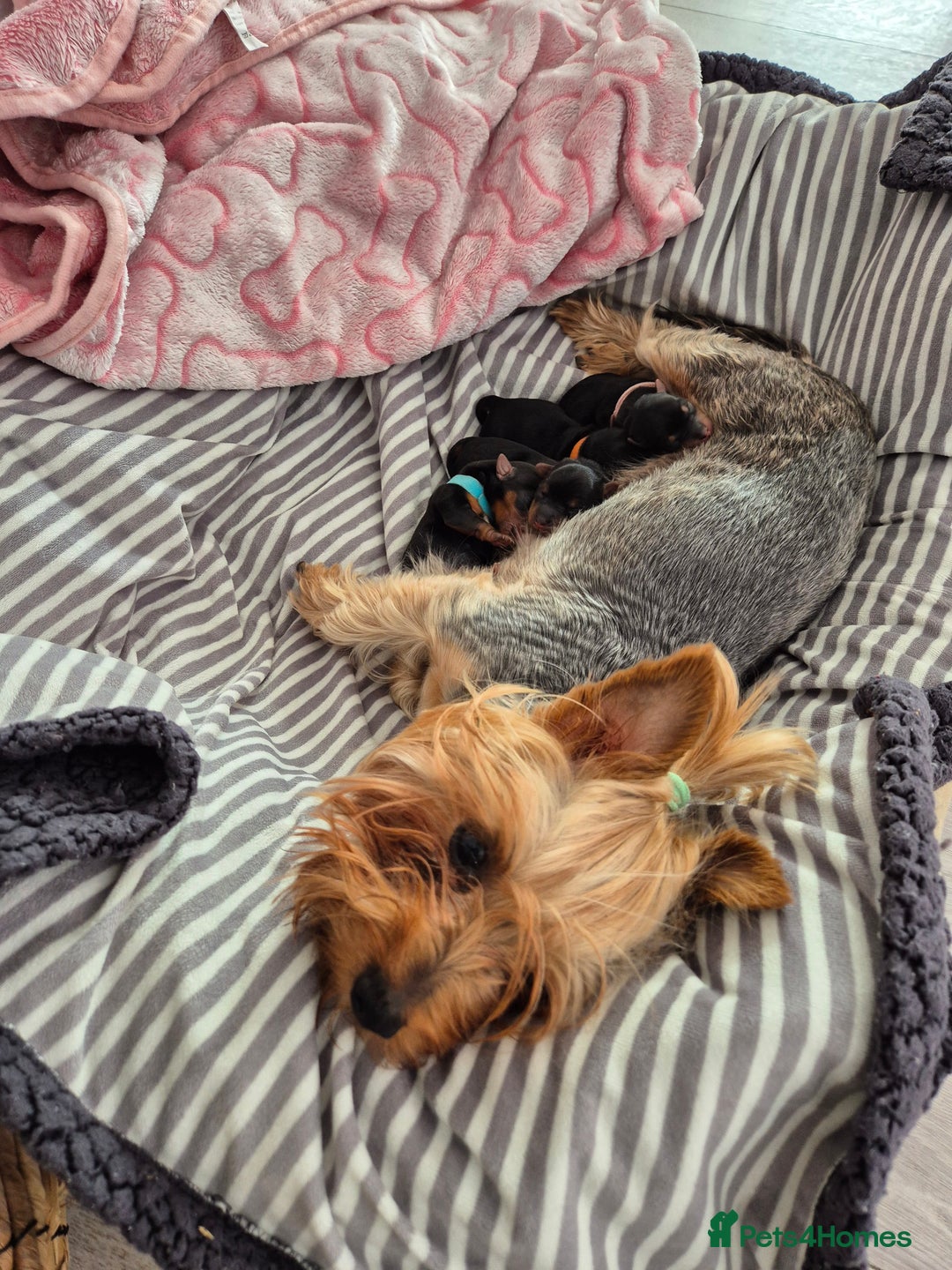 Yorkshire Terrier dogs for sale: Adorable Yorkie Puppies Ready for Loving Homes - Image 10