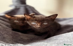 Russian Blue cats for sale: Russian Blue x BSH mixed breed Kittens  - Image 11