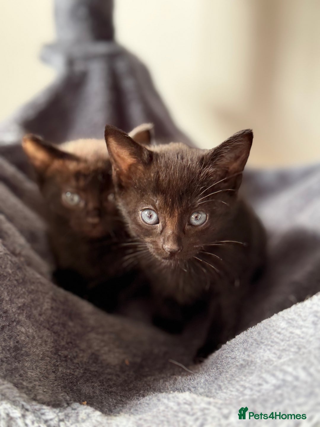 Russian Blue cats for sale: Russian Blue x BSH mixed breed Kittens  - Image 11