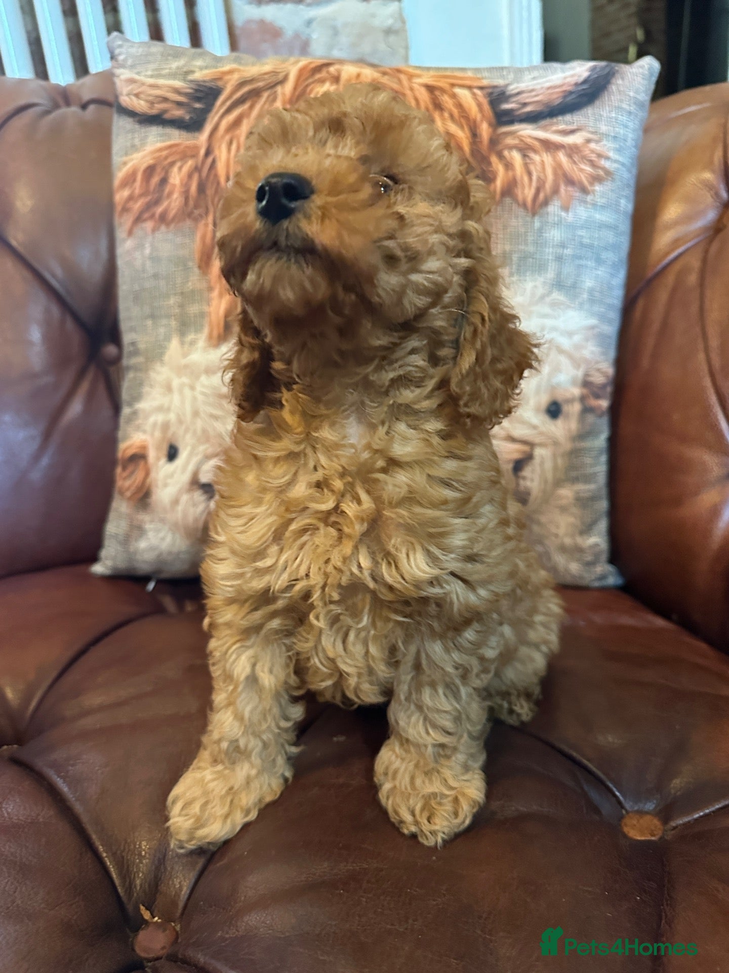 Miniature Poodle dogs 4 RED ADORABLE MINIATURE POODLE PUPPIES - Advert 11