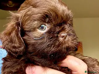 Shih Tzu dogs Kennel Club DNA tested shihtzu pups 🤎🖤 - Advert 10