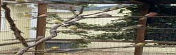 Mixed Breed birds for sale: Mixed birds ideal for new aviary  - Advert 3