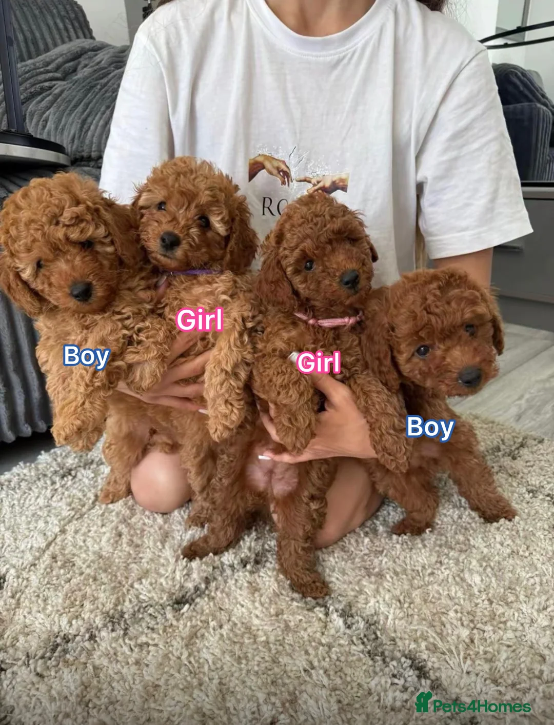 Miniature Poodle dogs for sale: Beautiful Miniature Poodle Puppies 🐾 - Advert 2