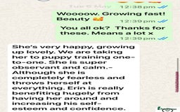 Golden Retriever dogs for sale: Extensively Health tested parents.Snowwhite Chunks - Image 24