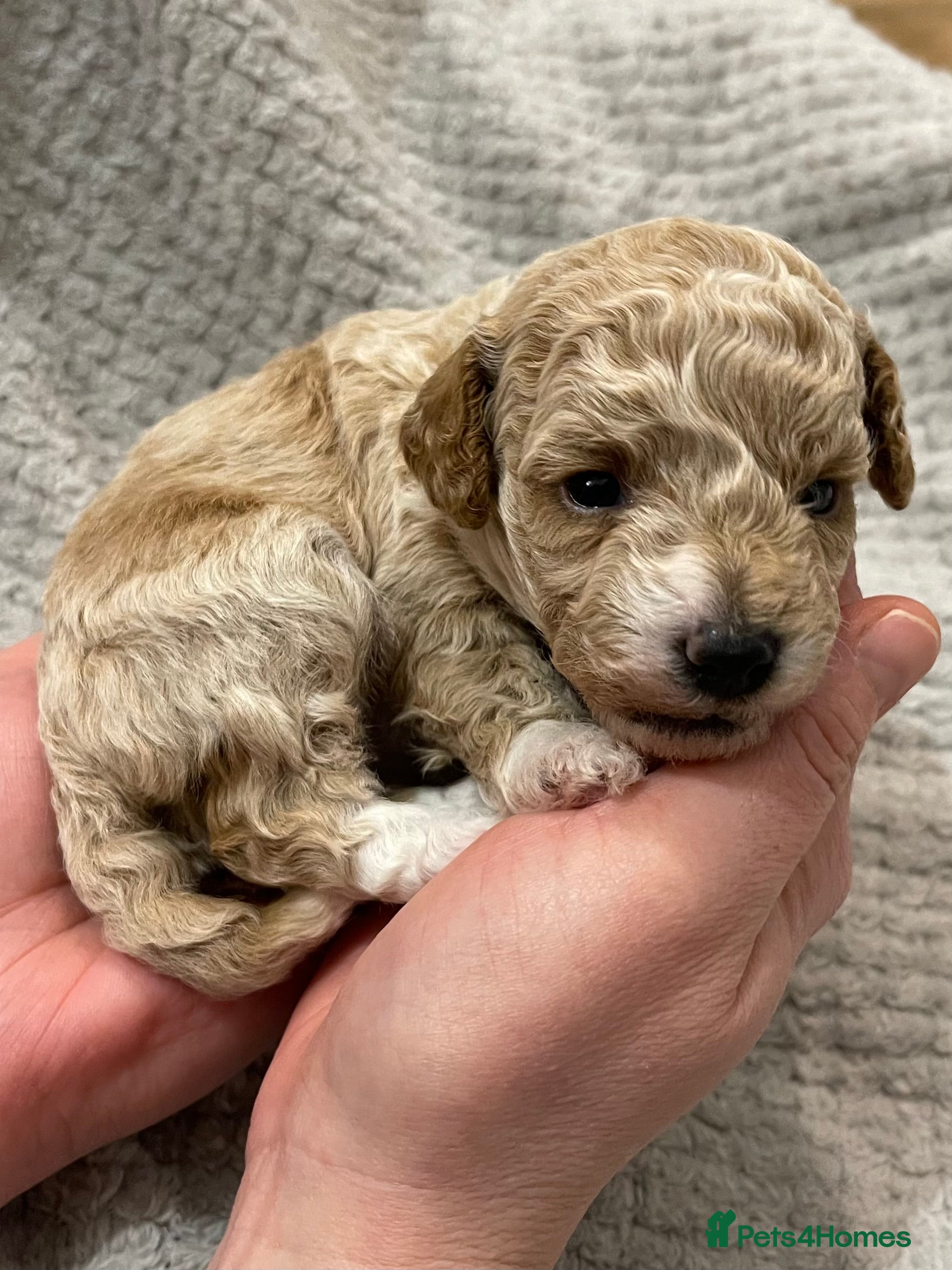 Poochon dogs Last girl poochon available 💜 - Advert 1