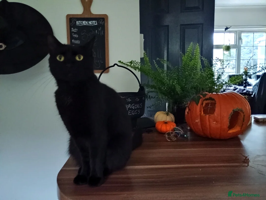 Mixed Breed cats for sale: ❤️Beautiful ashy coloured kittens for sale❤️ in Craven Arms - Advert 2