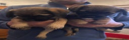 Border Terrier dogs for sale: Beautiful Border Terrier Pups - Advert 6