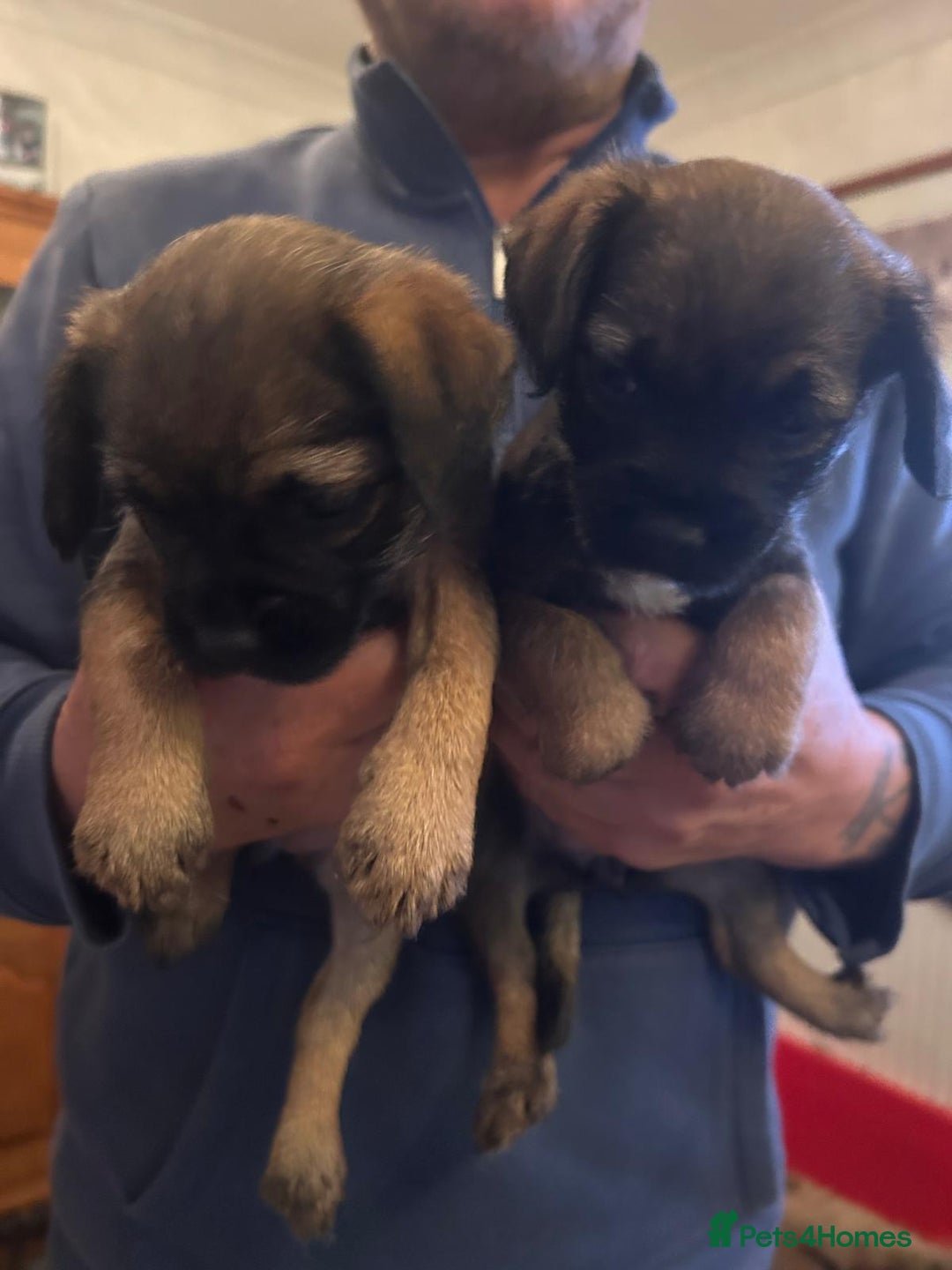 Border Terrier dogs for sale: Beautiful Border Terrier Pups - Advert 6