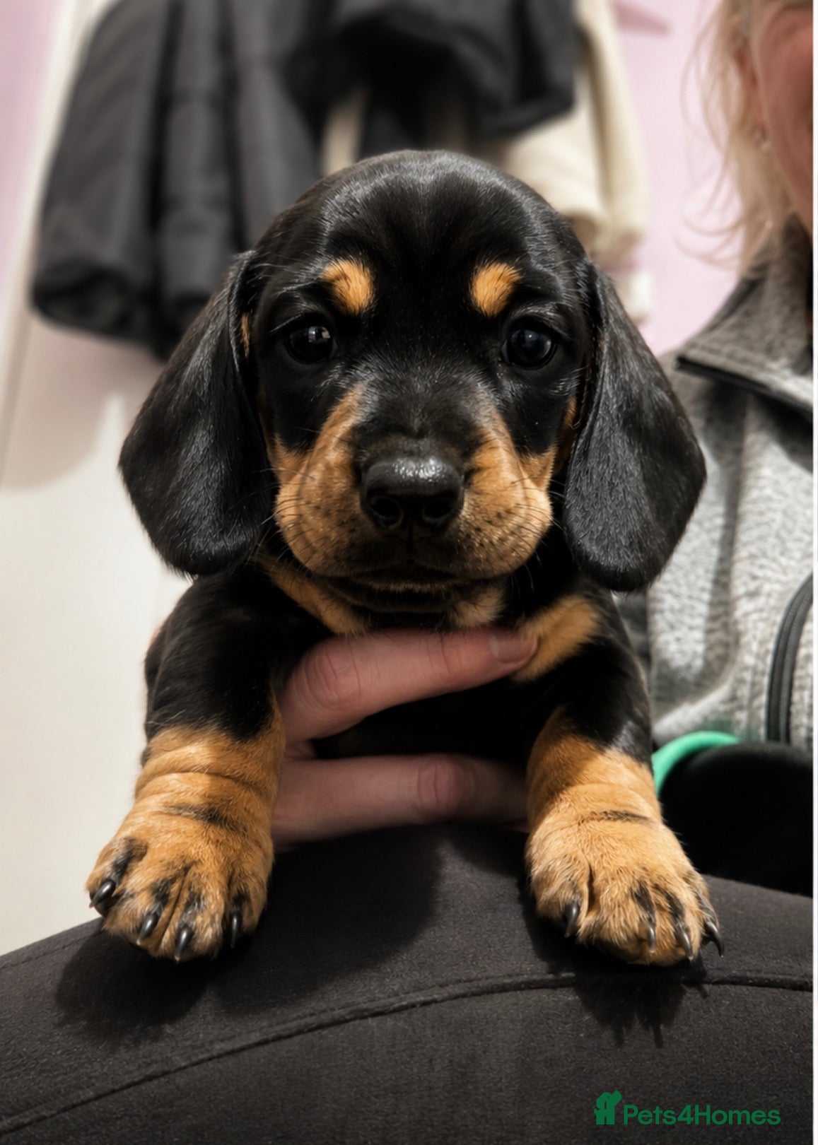 Miniature Dachshund dogs Miniature dashund for sale.  - Advert 1
