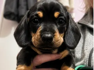Miniature Dachshund dogs Miniature dashund for sale. - Advert 1