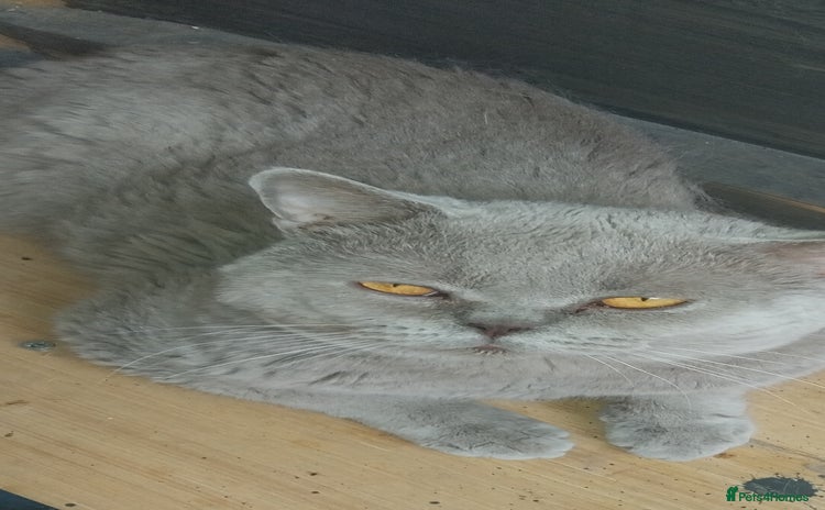 British Shorthair cats - Advert 4