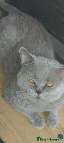 British Shorthair cats - Advert 11