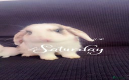 Mini Lop rabbits for sale: Coco male rabbit - Image 1