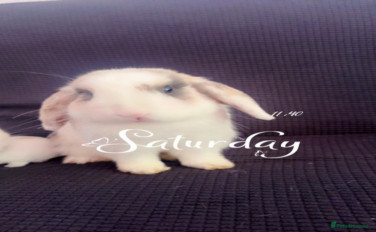 Mini Lop rabbits - Advert 4