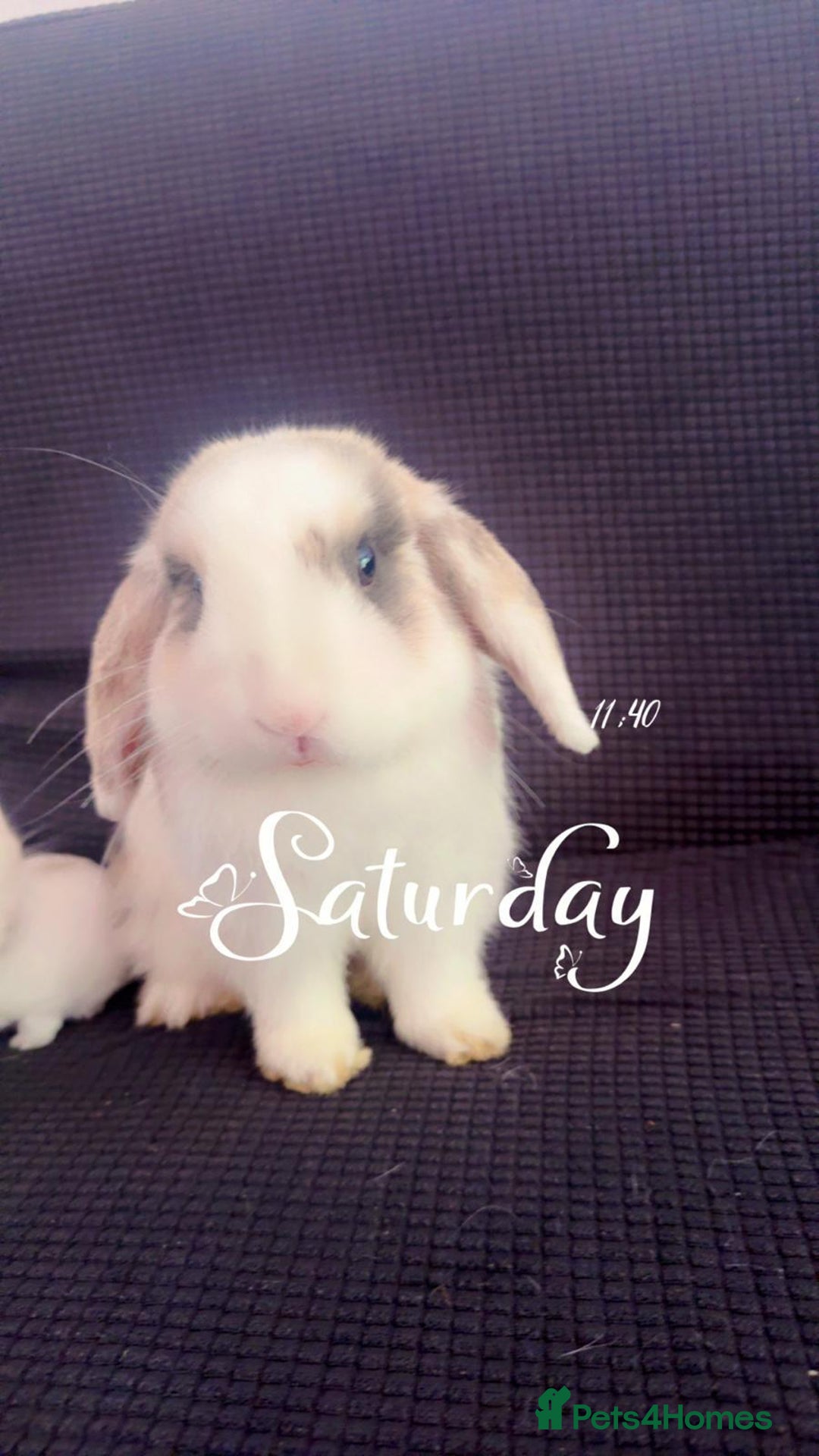 Mini Lop rabbits for sale: Coco male rabbit - Image 1