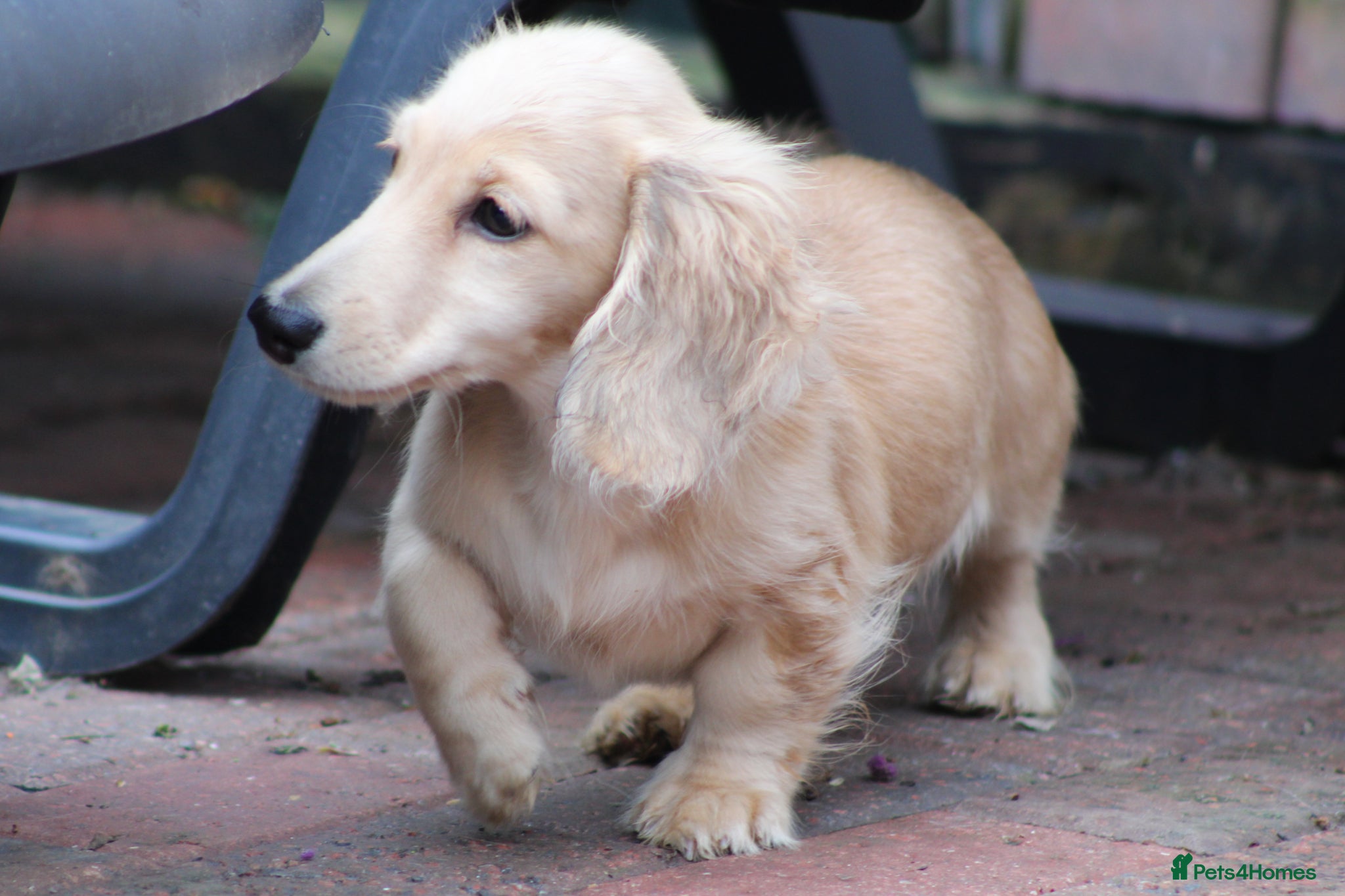 Miniature Dachshund dogs for sale: Cream girl  - Advert 7