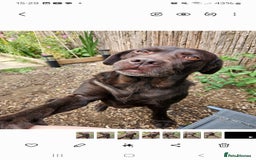 Labrador Retriever dogs for sale: Lovely Female Choc Lab Family Pet - Image 2