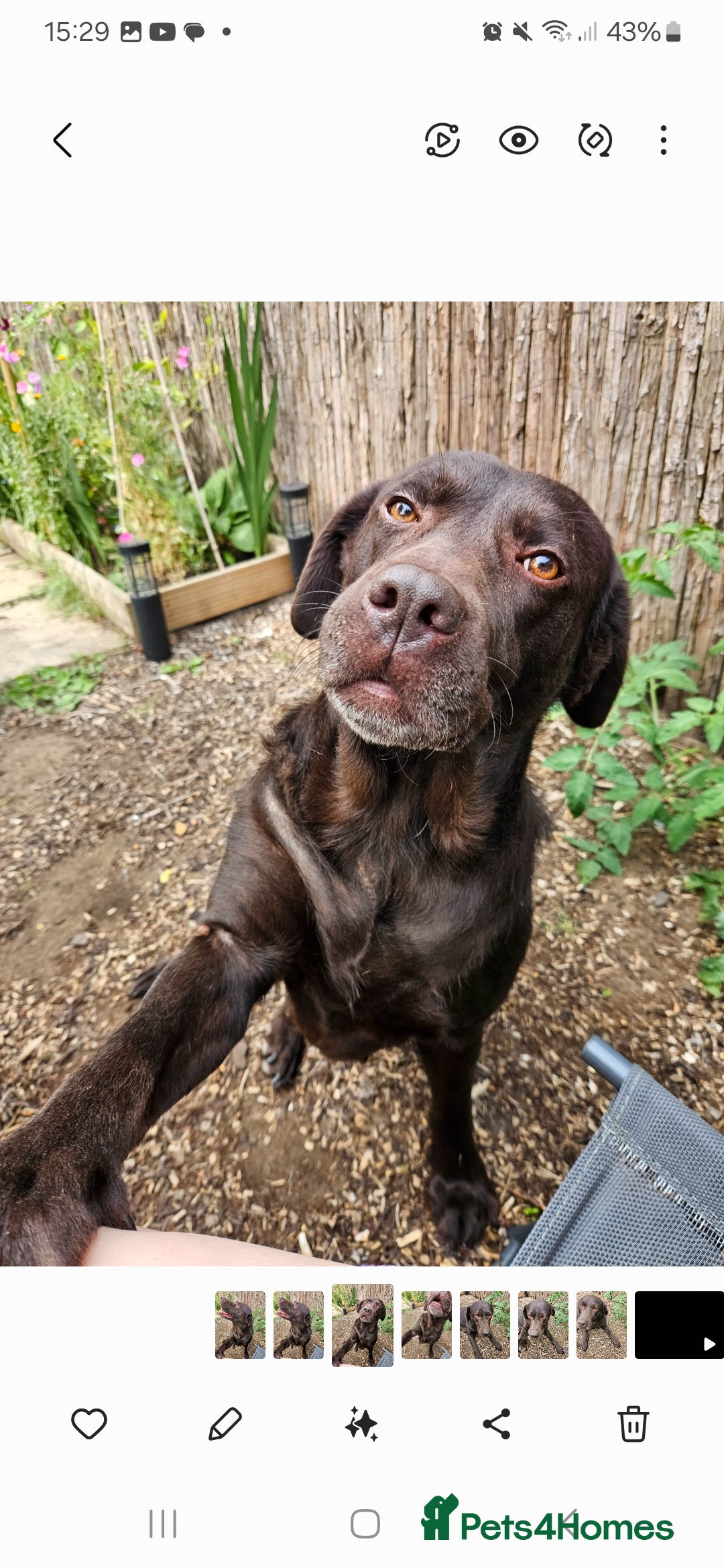Labrador Retriever dogs for sale: Lovely Female Choc Lab Family Pet - Image 2