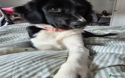 Sprollie dogs for sale: Beautiful Sprollie Girl - Image 5