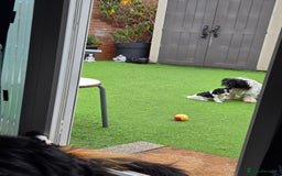 Mixed Breed dogs for sale: Biewer terriers pups - Image 5