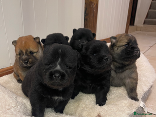 Mixed Breed dogs chowski / chow chow - Advert 2