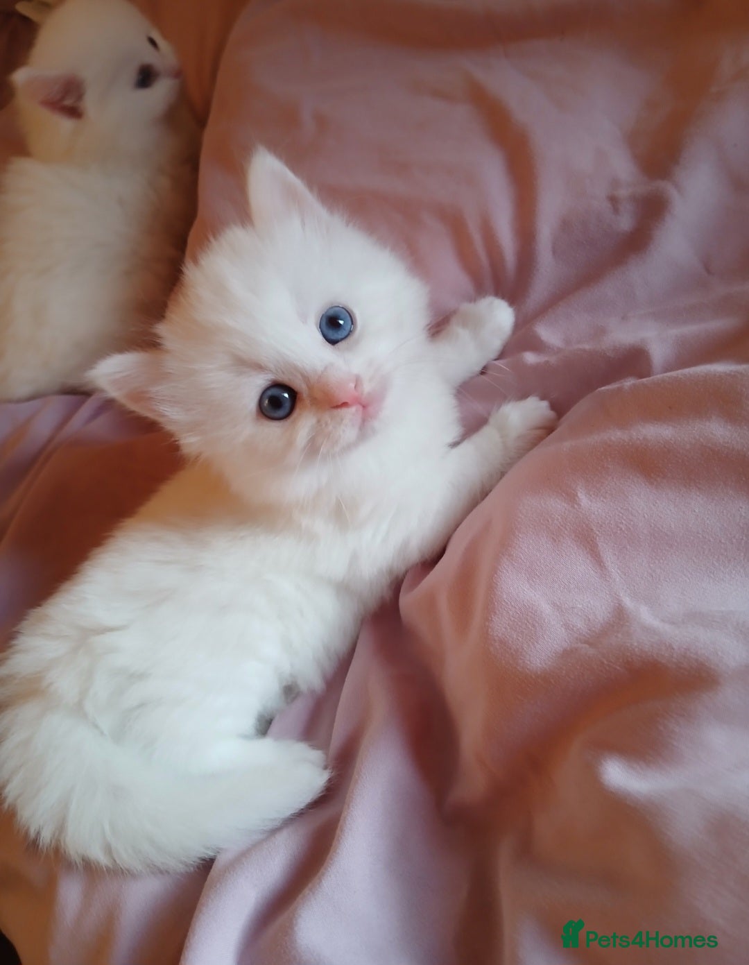 Turkish Angora cats Angoradoll Kittens - 2 available  - Advert 9